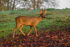 roe deer