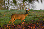 roe deer