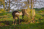 roe deer