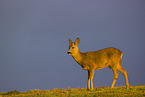 roe deer