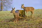 roe deer