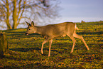 roe deer