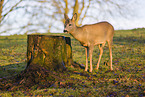 roe deer