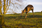 roe deer