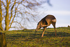 roe deer