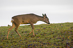 roe deer