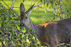 roe deer