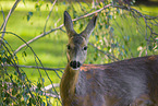 roe deer