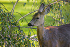 roe deer