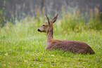 roe deer