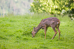 roe deer