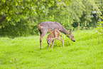 roe deer