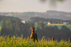 roe deer