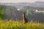 roe deer