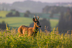 roe deer