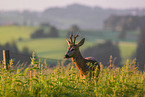 roe deer