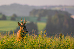 roe deer