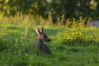 roe deer