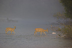 roe deer