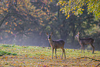 roe deer