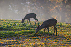 roe deer