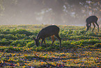 roe deer