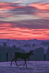 roe deer