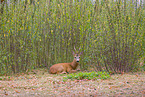 roe deer