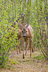 roe deer