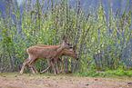 roe deer
