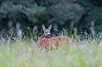 roe deer