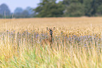 roe deer