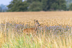 roe deer