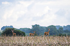 roe deer