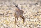 roe deer