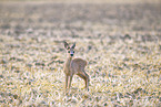 roe deer