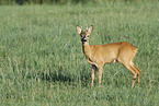 roe deer