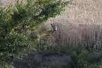 roe deer