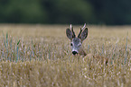 roe deer