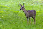 roe deer