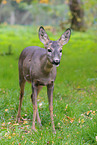roe deer