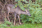 roe deer