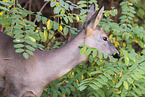 roe deer