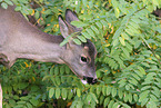 roe deer
