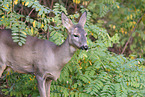 roe deer