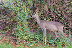 roe deer