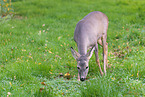 roe deer