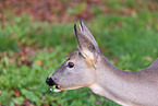 roe deer