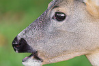 roe deer