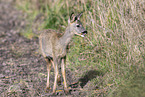 roe